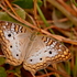 Butterflies of Orange County, Florida icon