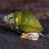 Bay Springs &amp; Mill Creek Biological Inventory icon