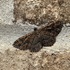 Peach County GA Findings icon