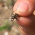 Tracked Tiger Beetles of West Virginia icon