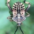 Insects of Mpanga forest Uganda icon