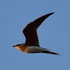 Birds of Dodecanese icon