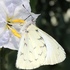 Butterflies of Paraná, Brazil icon