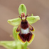 Orquídeas silvestres de la provincia de Cuenca, Castilla la Mancha, España icon