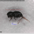 Polyphagous Shothole Borer Beetle PSHB Atlas (s Afr) icon