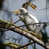 Aves de Panamá icon