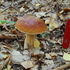 WILD fungi of POLAND - verified icon