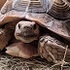 African Spurred Tortoises in North America icon