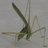 Insecta Collection icon