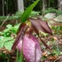 Adirondack Orchids Survey icon
