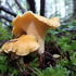 Fungi of Vancouver Island icon