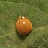 Coccinellidae Andes icon