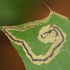 Leafminers of North America icon