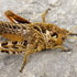 Arthropoda - WSt icon