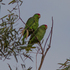 Red-crowned Parrot Project icon