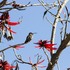 aves del estado de Oaxaca icon