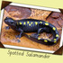 Vernal Pool Project icon