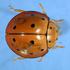 West African Coccinellidae icon