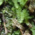 Moss of JAPAN icon