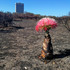 Dune Strandveld Post-Fire Phenophases icon