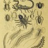 Arachnids and Myriapods of North America icon