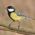 Great Tits and European Goldfinches in North America icon