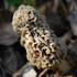 Fungi and Lichen of Iowa icon