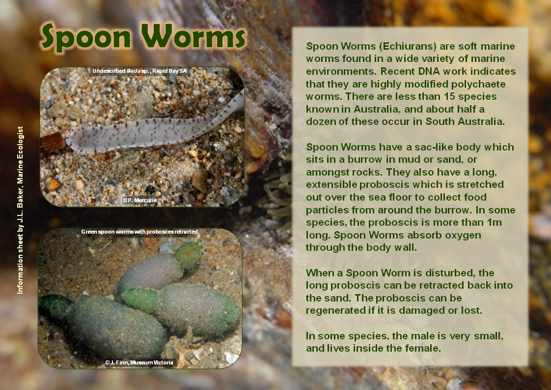 spoon worms