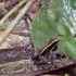 Anfibios y Reptiles de Platanera Río Sixaola icon