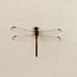 Dragonflies and Damselflies of Osa Peninsula icon