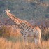 Pilanesberg National Park, South Africa icon