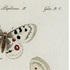 Butterflies of Austria II icon