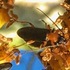 Maui:  Beetles icon
