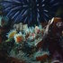 Monterey Bay Subtidal Diversity Project icon
