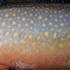 Connecticut Wild Brook Trout icon