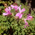 Geraniaceae of the Southern Cape and the Littke Karoo of South Africa icon