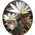 Spring Flora NU 2019 icon