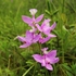 Orchids of Nova Scotia icon