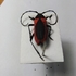 Жуки-усачи (Cerambycidae) Башкортостана icon