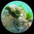 Fish Hoek beach cleanup bioblitz: “litterbugs” organisms on trash icon