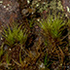 The Little Mosses Project icon