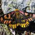 Waterton Lakes National Park Lepidoptera icon