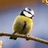Brighton &amp; Hove Wildlife Survey icon