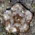 The  Seastars (Asteroidea) of South Australia icon