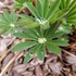 Plants of Utah State University icon