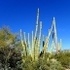 Organ Pipe  Naturalists icon