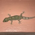 Geckos en Cuba icon
