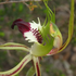 Native Orchids of South Australia icon