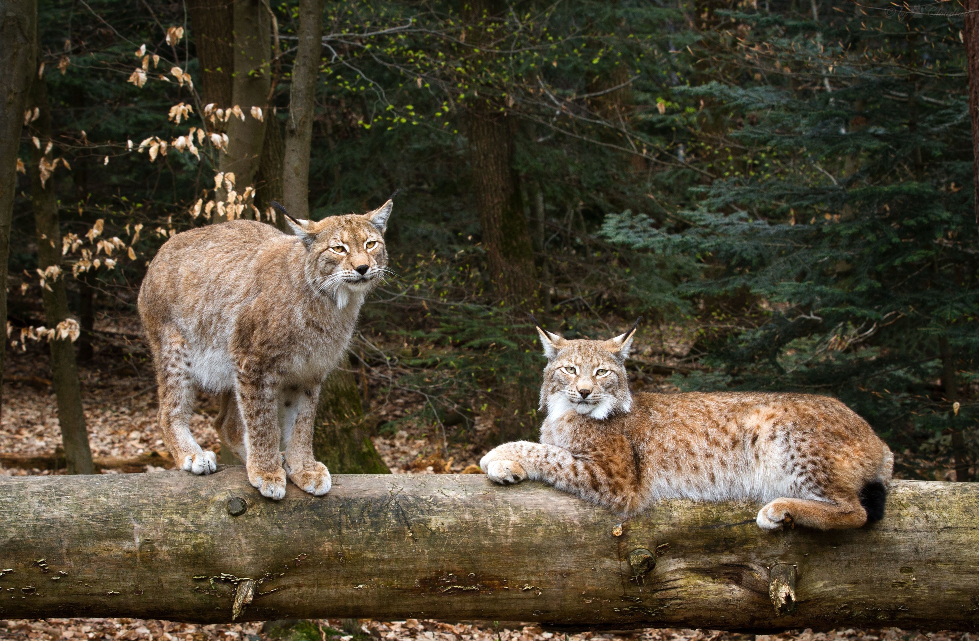Lynx in Northern California and Parts of Central, and Western Oregon ·  iNaturalist