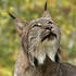 Lynx in Northern California and Parts of Central, and Western Oregon icon